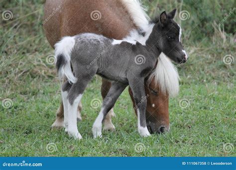 Baby Miniature Horse Standing by Mother`s Head Stock Photo - Image of grey, palomino: 111067358