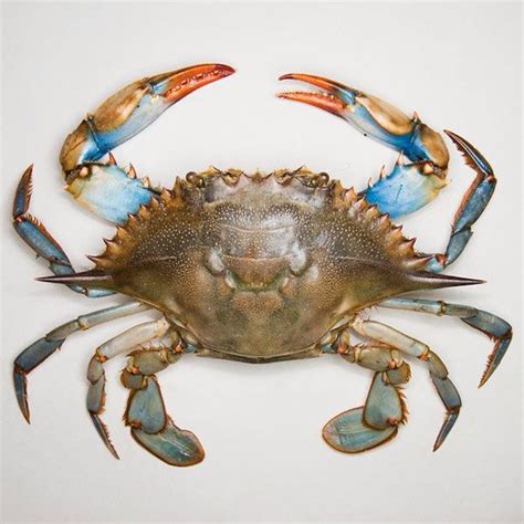 Maryland Blue Crab Crab Art Blue Crabs Art Crab Painting