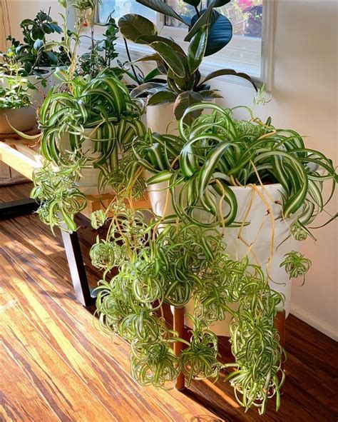 Spider Plant Chlorophytum Comosum Care And Growing Guide