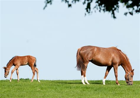 Irish National Stud And Gardens Kildare Gardens Horse Activities