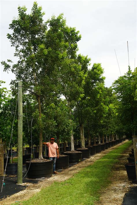 Swietenia Mahagoni. Buy West Indies Mahogany Tree | Treeworld Wholesale