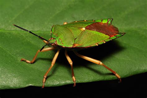 SINOBUG Tessaratomid Giant Shield Bug Tessaratomidae