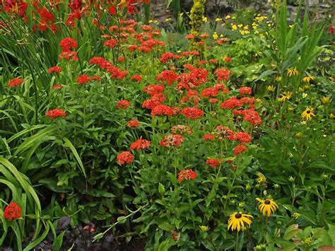 LYCHNIS CHALCEDONICA - Cotswold Garden Flowers