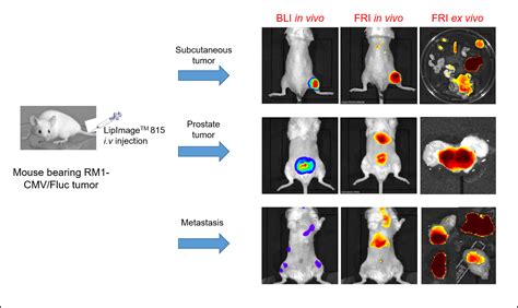 Ijms Free Full Text In Vivo Imaging Of Prostate Cancer Tumors And