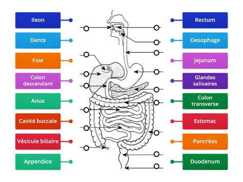 Appareil Digestif Humain Labelled Diagram