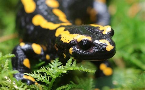 La Salamandre Tachetée Vivarmor Nature