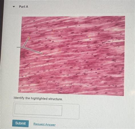 Solved Part A Identify The Highlighted Structure Submit Chegg