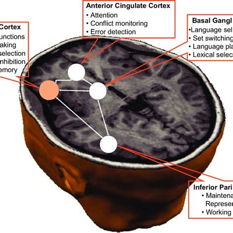 Principal Brain Structures Involved In Cognitive Control And Their