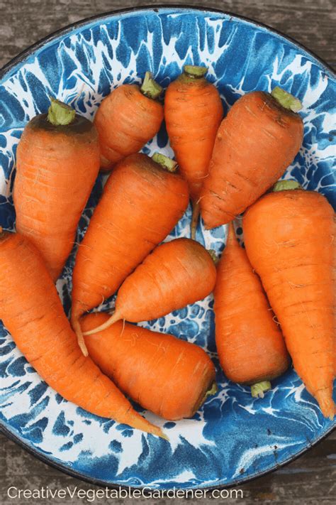 Grow Great Carrots This Year With These Helpful Tips Laptrinhx News