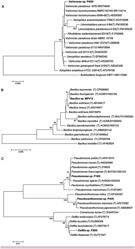 Neighbor Joining Tree Inferred Using Mega V50 Based On The Sequences