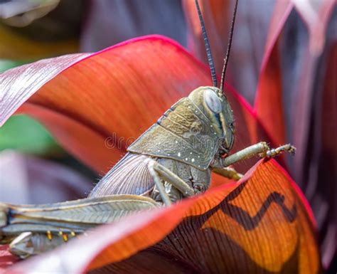 Locusts Eating The Leaves Stock Photo Image Of Pollinator 275771542