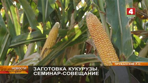 ЗАГОТОВКА КУКУРУЗЫ. СЕМИНАР-СОВЕЩАНИЕ - YouTube