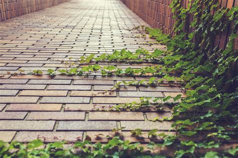 Free Ivy Wall Images Pixabay