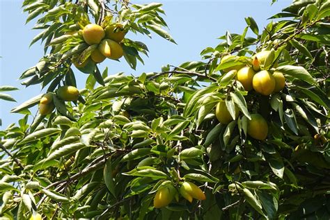 Persimmon Fruit Amlook Free Photo On Pixabay Pixabay