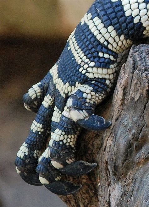 Pin By Nnibiru Reptile On Cute Reptiles