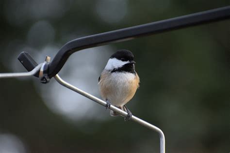 Vogel Kardinal Meisen Kostenloses Foto Auf Pixabay