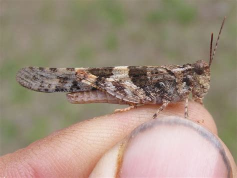 2023 Brust Discovers Grasshopper In Unusual Range Expansion Chadron State College