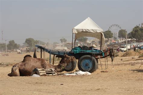 Camel Parked In Pushkar Stock Image Image Of Desert 48078027