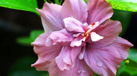 13 Beautiful Types Of Purple Hibiscus To Grow This Season