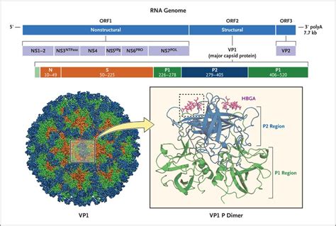 Norovirus Structure Diagram