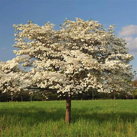 How to Grow and Care for Flowering Dogwood Trees