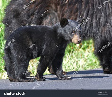 Black Bear Cub Stock Photo 53150977 : Shutterstock