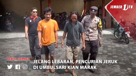 JELANG LEBARAN PENCURIAN JERUK DI UMBULSARI KIAN MARAK YouTube