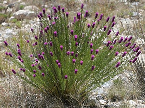 Dalea Purpurea Purple Purple Prairie Clover Very Attractive And Non Invasive Arizona