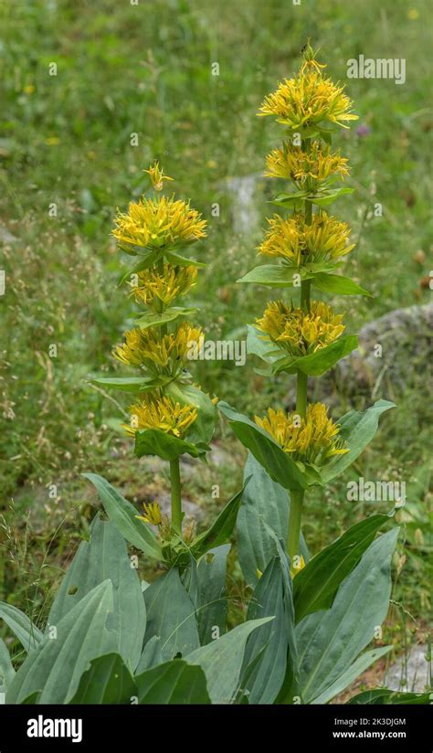 Great Yellow Gentian Gentiana Lutea In Flower In The Maritime Alps