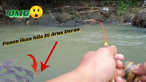 Tehnik Mancing Ikan Nila Di Sungai Arus Deras YouTube