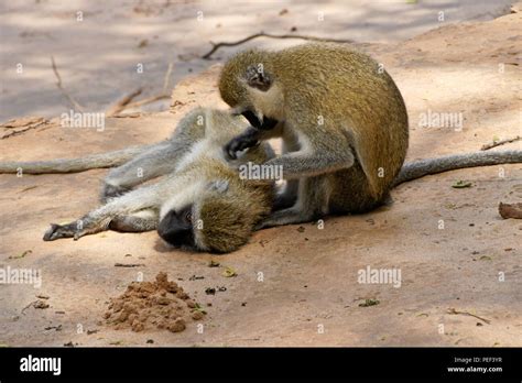 Black Faced Vervet Monkeys Grooming Each Other Samburu Game Reserve