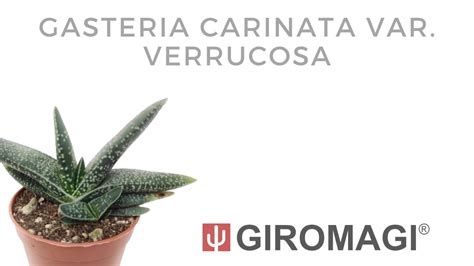 Gasteria Carinata Var Verrucosa Youtube