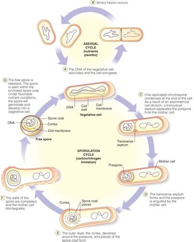 Microbial Growth Flashcards Quizlet