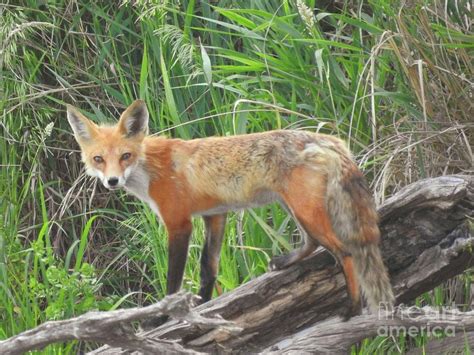 Fox Totem Photograph By Cindy Fleener Fine Art America