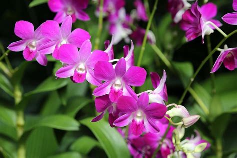 Dendrobium Orchids Types How To Grow And Care Florgeous