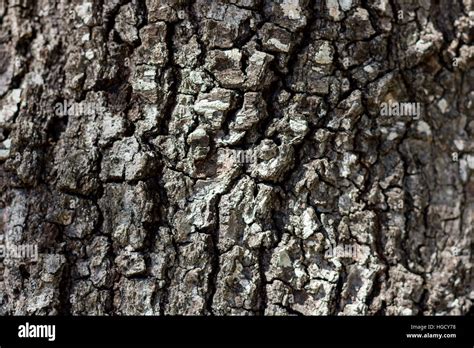 Tree bark background Stock Photo - Alamy