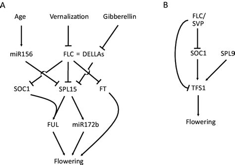 Schematic Representation Of The Gene Regulatory Network Controlled By