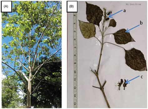 Plant Of Gmelina Arborea Roxb At Natural Habitat A And The Voucher