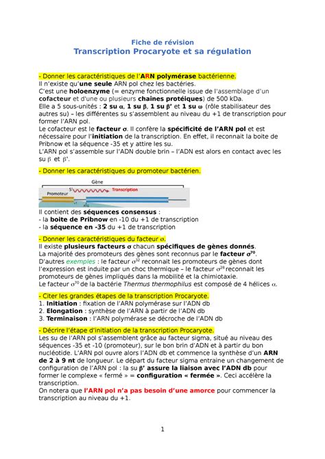 Chapitre Transcription Procaryote Mme Diaz Outils Et Bases