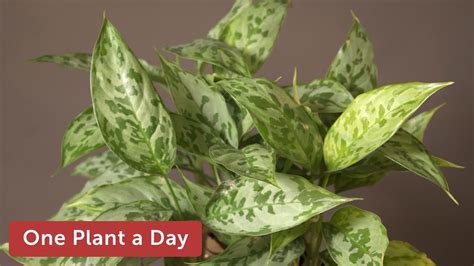 Aglaonema Pictum Houseplant Care Of Youtube