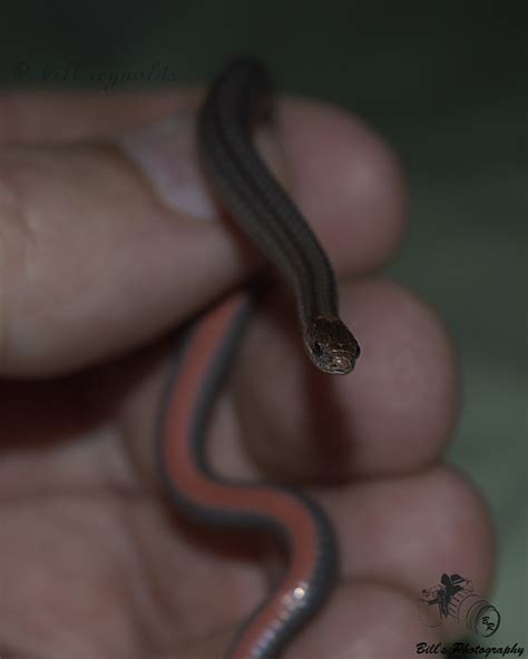 List 102 Images Brown Snake With Orange Belly In Georgia Stunning