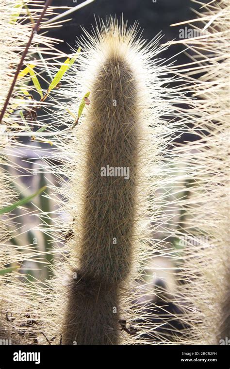 Cleistocactus Hyalacanthus Fotograf As E Im Genes De Alta Resoluci N