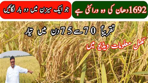 Pusa Basmati 1692 High Yield Verities Rice Paddy Dhan In Farming Pakistan Youtube