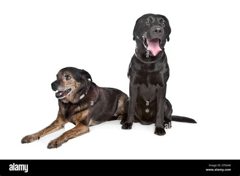 Labrador Negro Perro De Raza Mixta Y Delante De Un Fondo Blanco