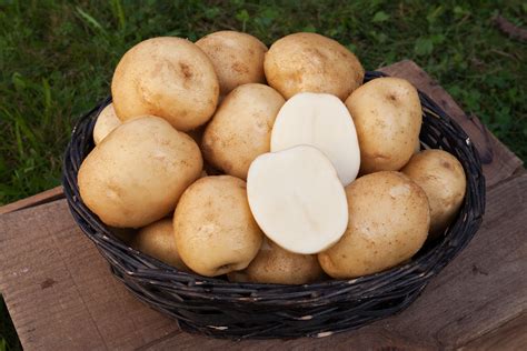 Plentiful Potatoes Selecting The Right Varieties For Your Needs High Mowing Organic Non Gmo Seeds