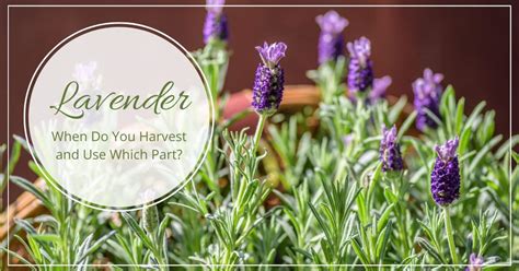 When to Harvest Lavender & How to Use Lavender Leaves