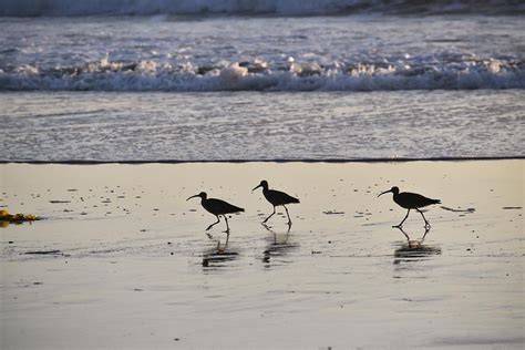 Sandpipers On The Beach Photograph By Vicky Sweeney Fine Art America