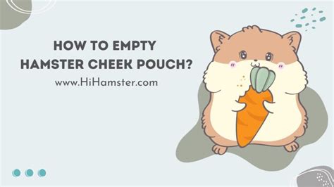 How To Empty Hamster Cheek Pouch Hi Hamster