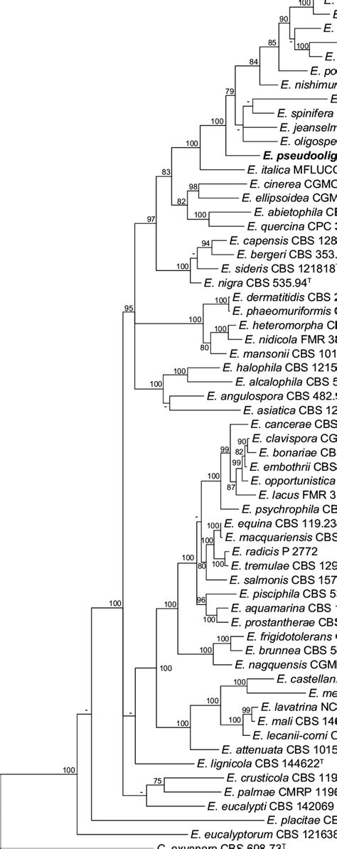 Phylogenetic Tree Derived From Bayesian Analysis Based On Combined