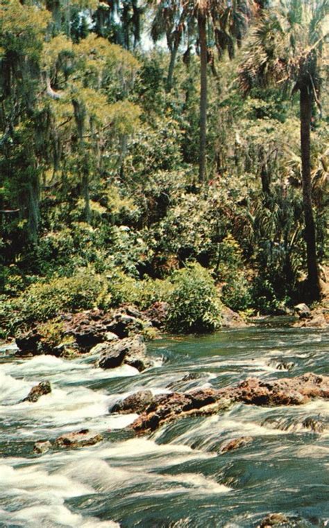 Vintage Postcard Rapids At Hillsborough River State Park Tampa Florida